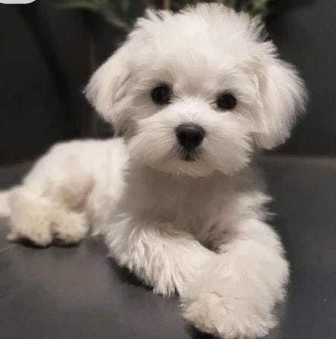 Bichon maltês  femea