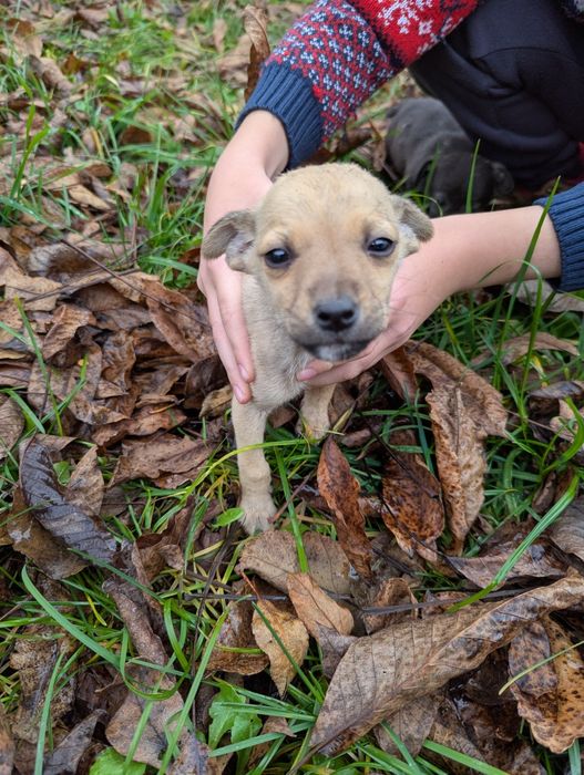Віддам в хороші руки дві собачки-дівчинки