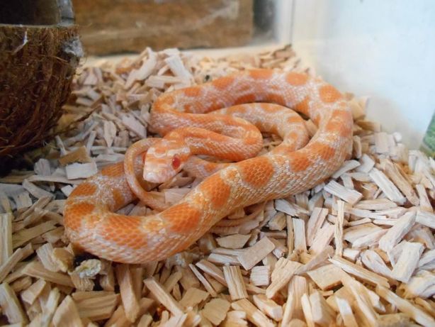 Wąż zbożowy Orange