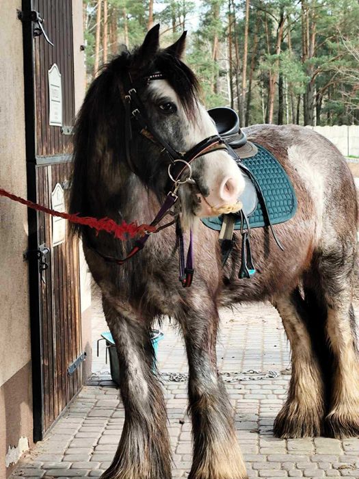 Tinker ŹREBNA cob klacz bombodoprna idelana dla dzieci