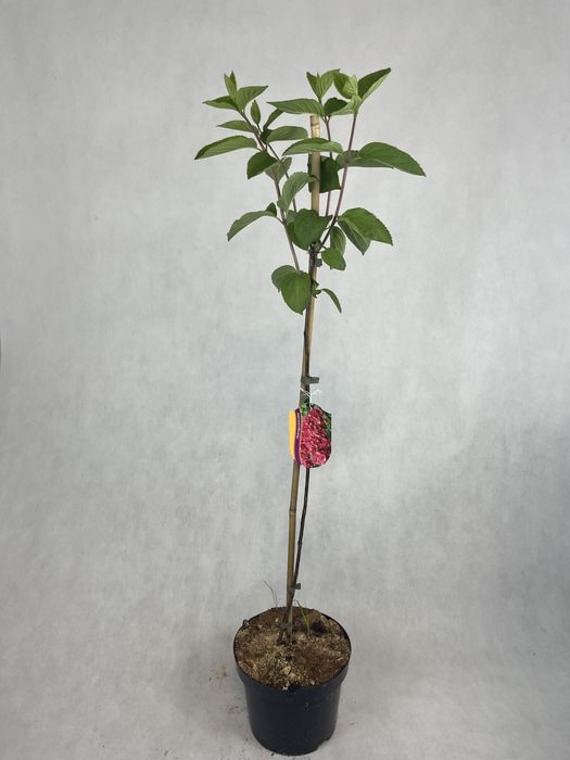 Hortensja bukietowa na pniu MELBA FRAISE czerwona wysyłka kalisz