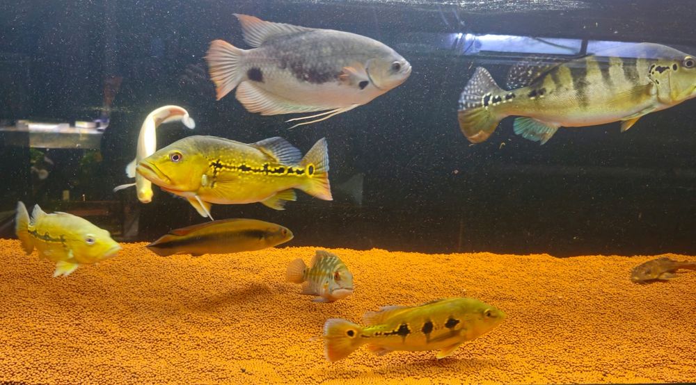 Ciclhas 4 exemplares