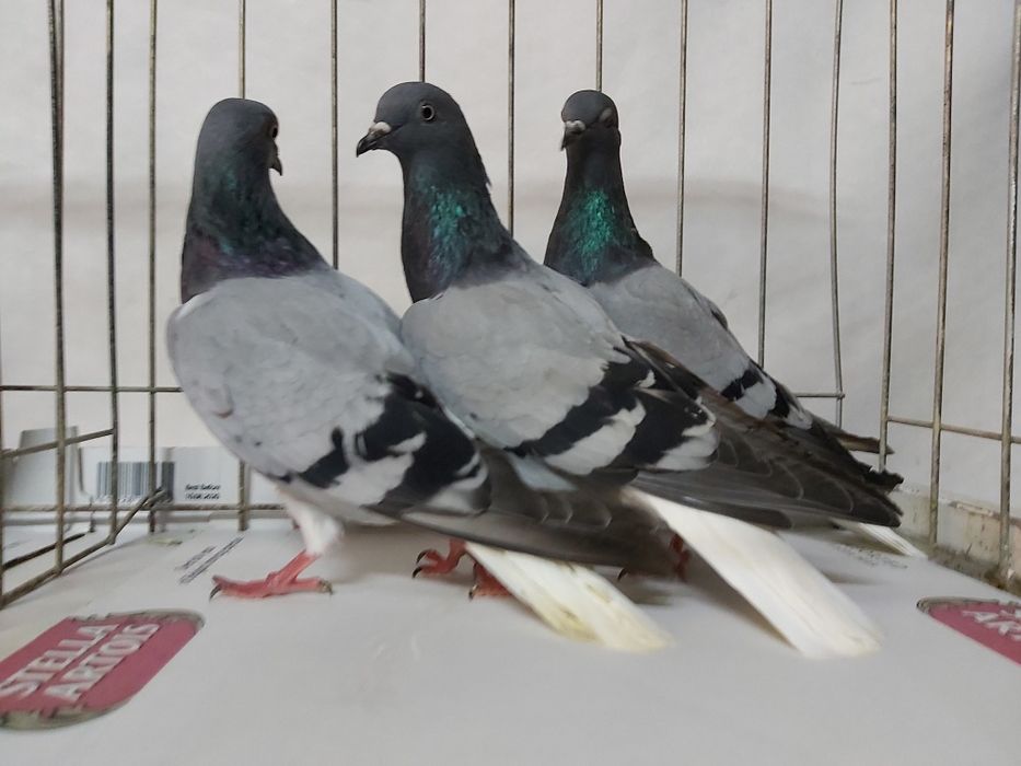 Gołębie Wyszfance Siwe