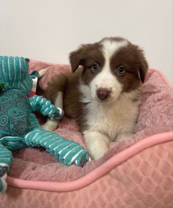 Border collie 2 meses femea