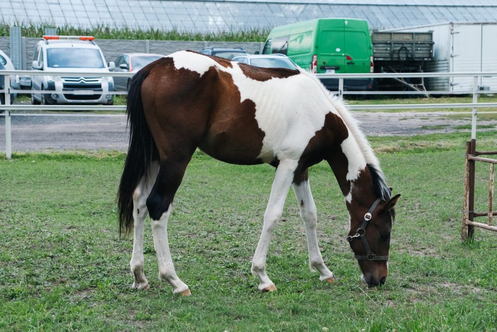 Ogierek srokaty wielkopolski