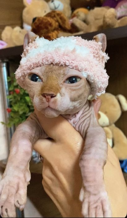 Канадские сфинксы, эльфы, бамбино