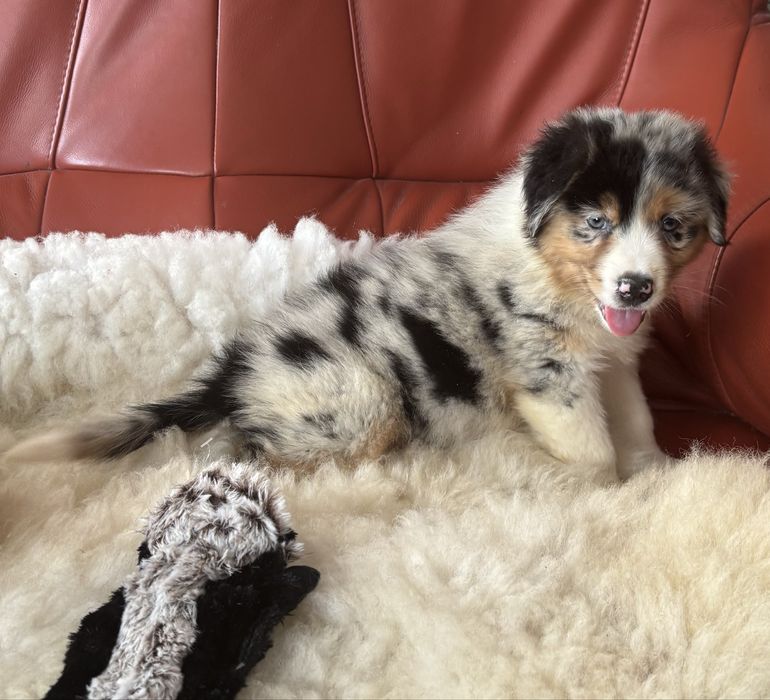 Owczarek australijski - suczka