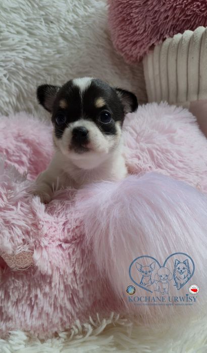 Piękna dziewczyna chihuahua krótkowłosa - domowa hodowla