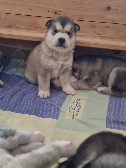Szczenię Alaskan Malamute ZKwP/FCI