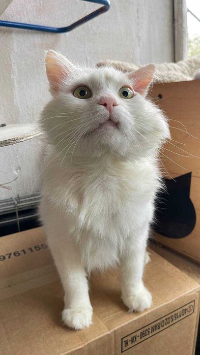 Котик Біляшик з прифронтової зони