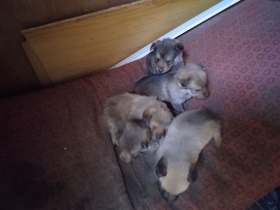 Отдам щенков швейцарской овчарки