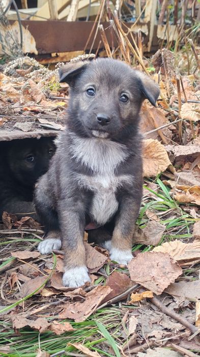 7 щенков по 1+ мес, мал и дев