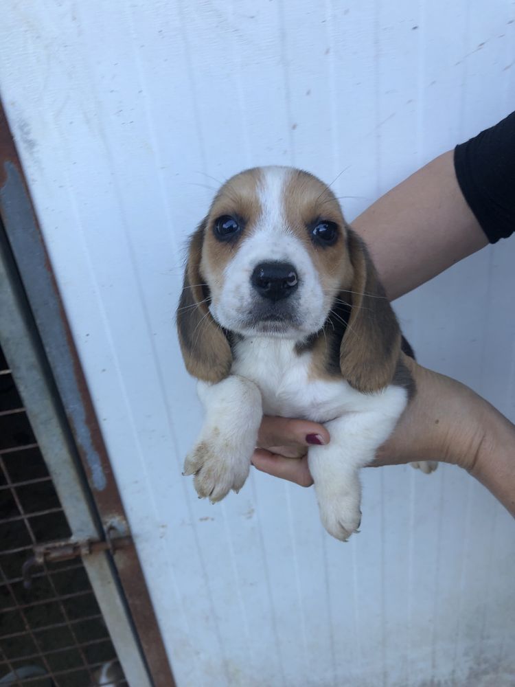 Beagle macho com dois meses. Pronto para entrega