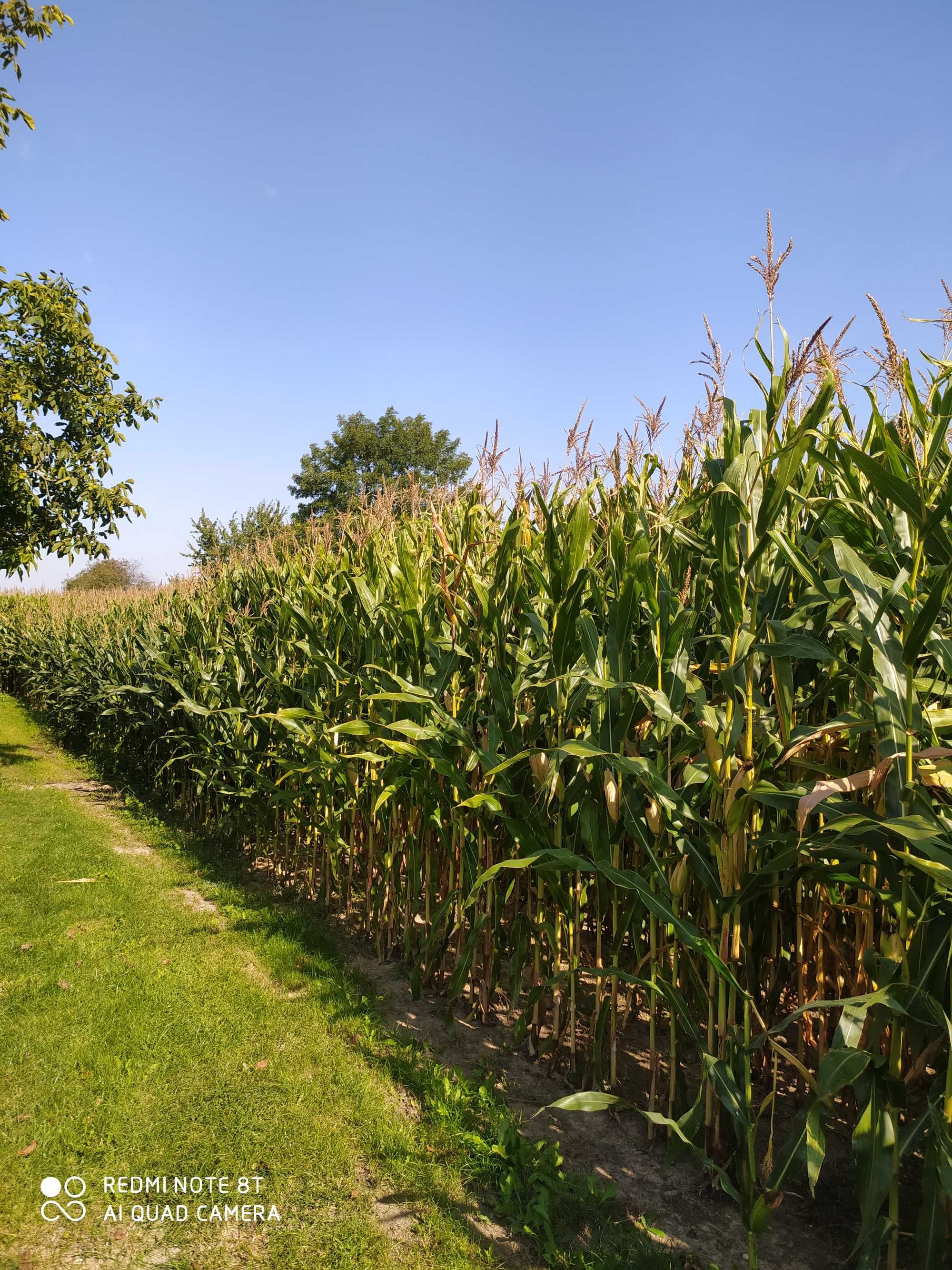 Kukurydza na kiszonke lub biomase