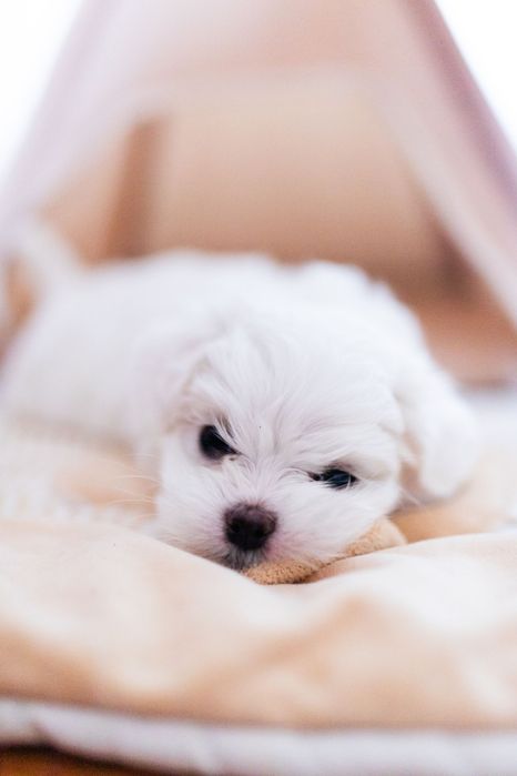 Maltańczyk z rodowodem i chipem / Gotowy do odbioru