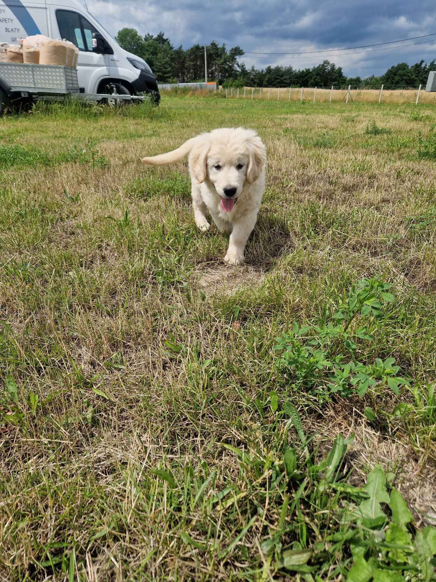 Samiec szczeniak golden retriever