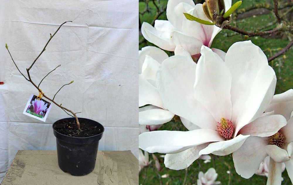 Саженцы декоративных деревьев, кустарников , Гортензія