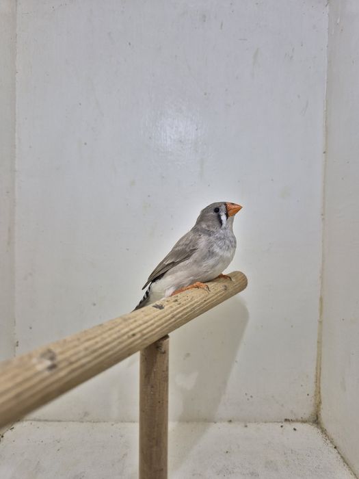 Sprzedam młodą zeberkę Samiczkę