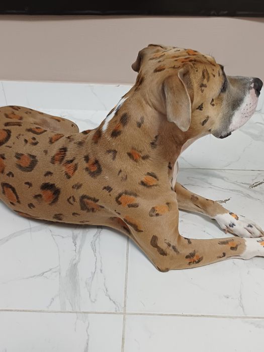 Грумінг Одеса.Запрошуємо на профнсійний грумінг ваших улюбленців!