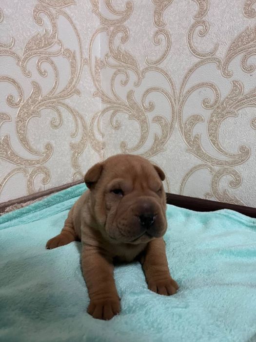 Чистокровні цуценята шарпея з паспортом ,2дівчинки та 3 хлопчика