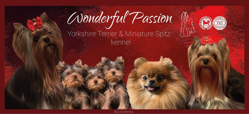 York Yorkshire terrier FCI ZkwP, piesek, szczeniak po Championie PL
