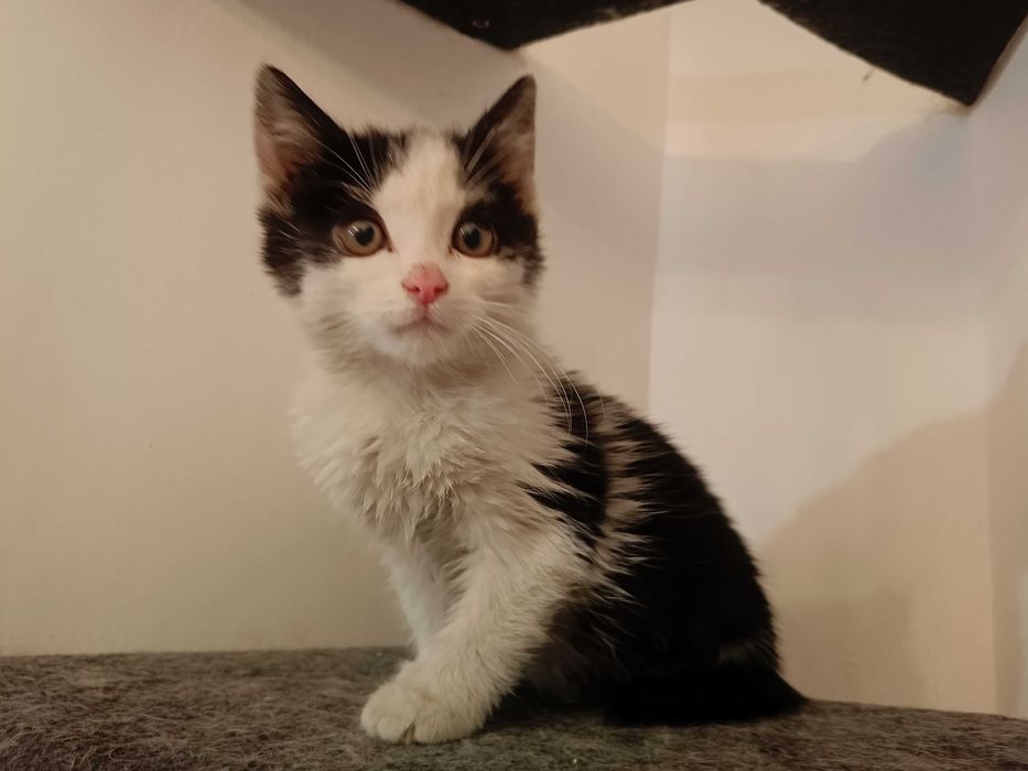 Dwumiesięczny kotek Diesel szuka domu