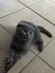 Sliczny Scottish Fold