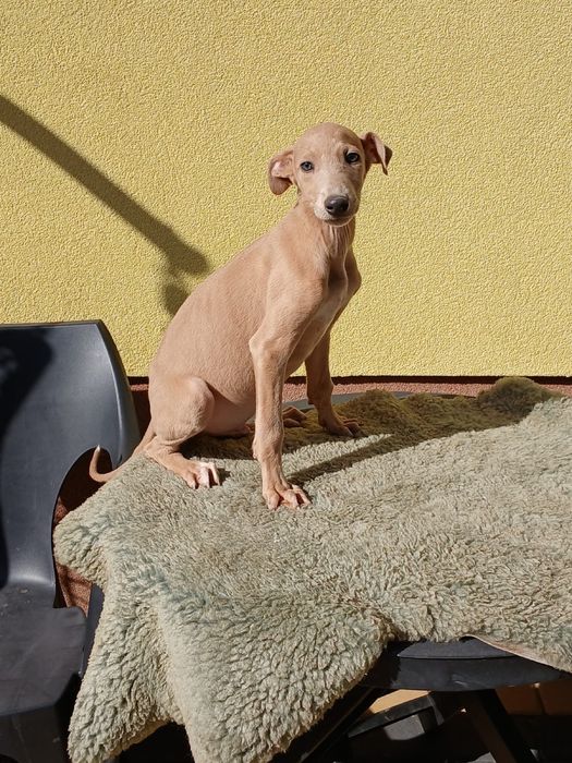 Chart Angielski Greyhound śliczny piesek