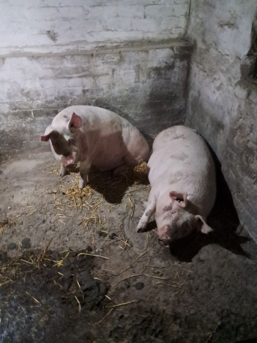 Продам кабана мясной породи