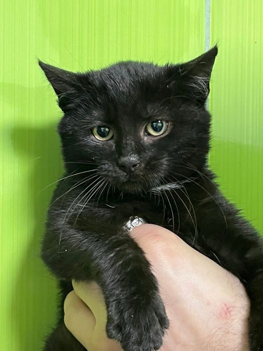 Кошенята котики шукають родини