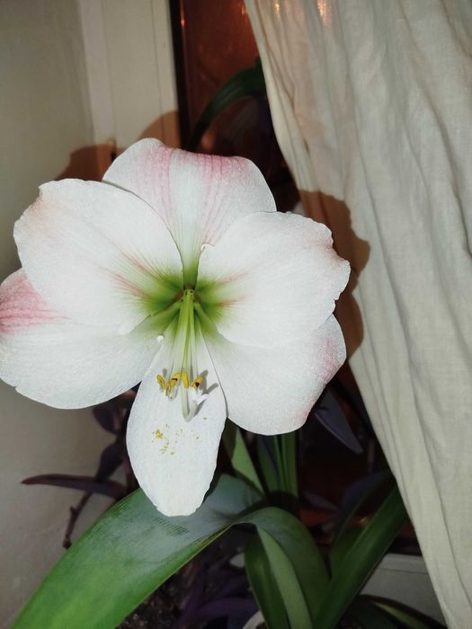 Гиппеаструм Клоун *Clown*, *Apple Blossom* , *Dancing Queen*