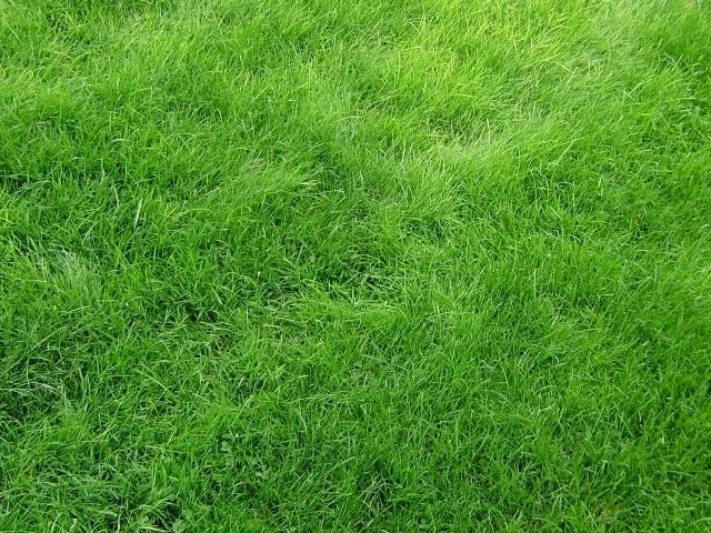 Газонная трава Лилипут газонная трава семена газонной травы газон
