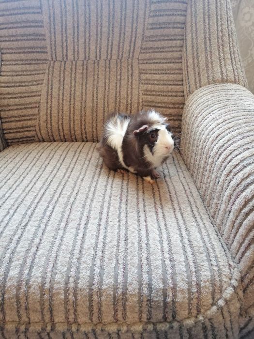 Świnka morska świnki morskie