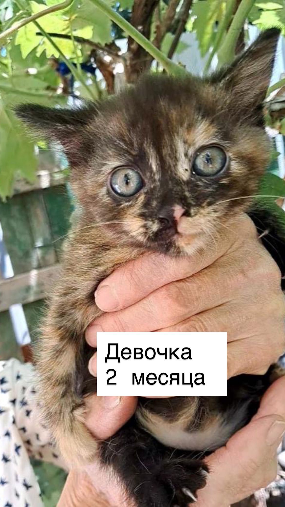 Красивые котята Бесплатно