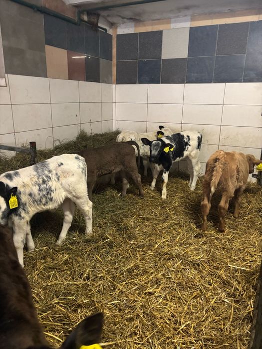 Cieleta najwyższej jakości piękny materiał