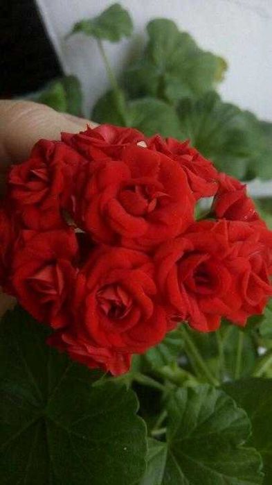 Пеларгония розебудная