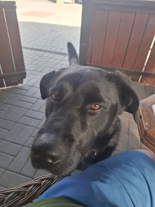 Oddam Psa typu Labrador w dobre ręce