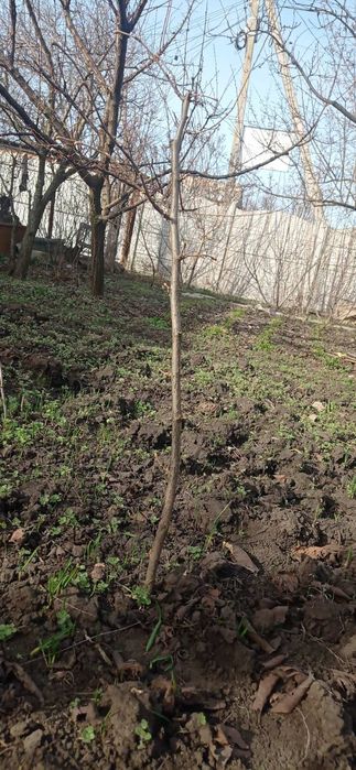 Саженцы фундук Трапезунд