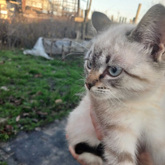 Віддамо кошенят в добрі руки