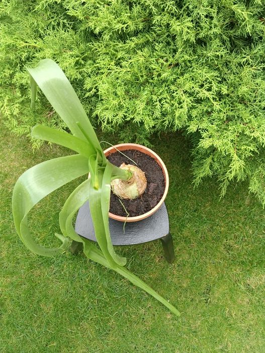 лекарственное растение индийский лук - птицемлечник и Гипераструм