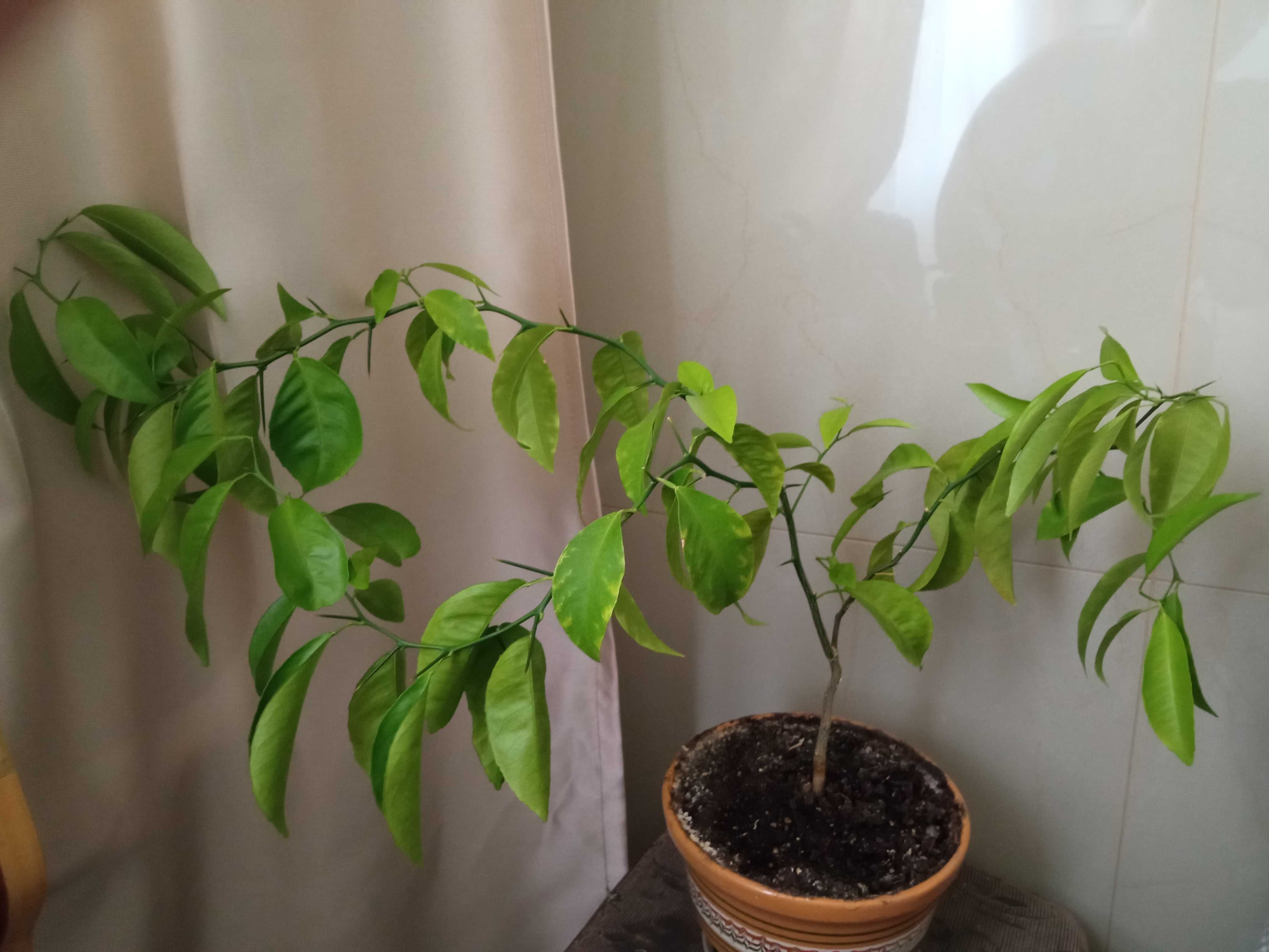 Продам лимонное дерево