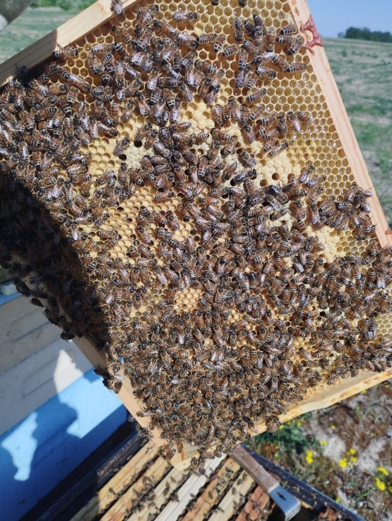 Rodziny pszczele, pszczoły, odkłady.