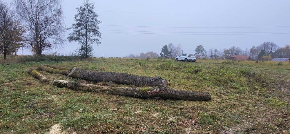 Sprzedam drzewo dębowe, dąb kłoda