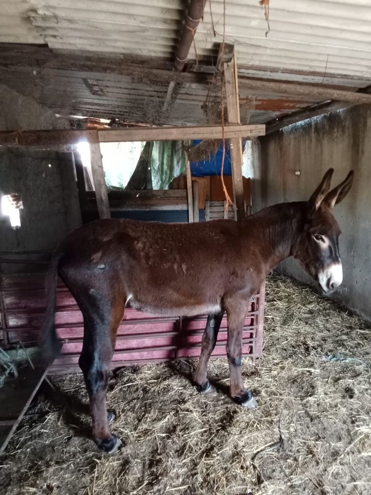 Burro para venda