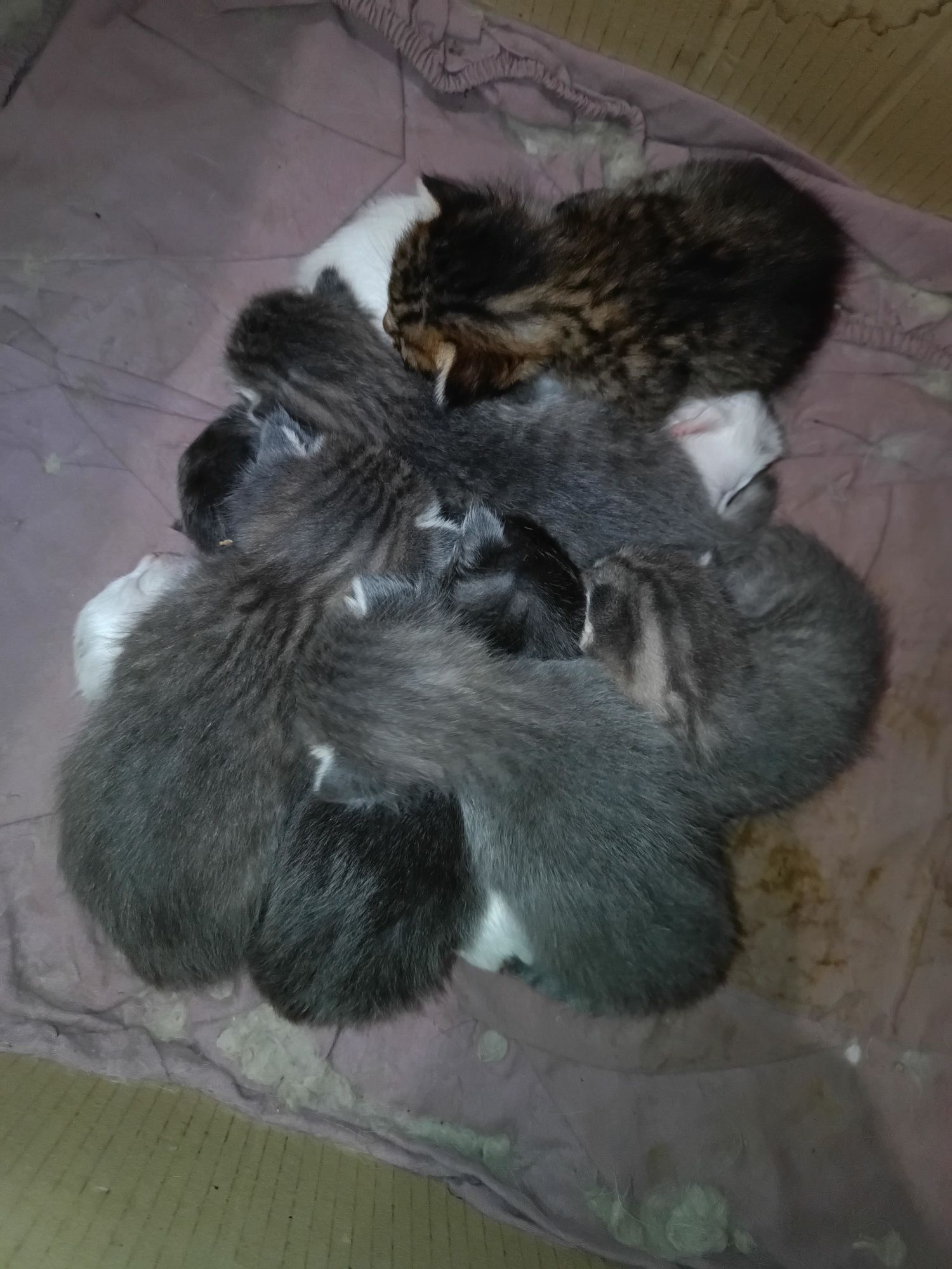 Отдам котят бесплатно