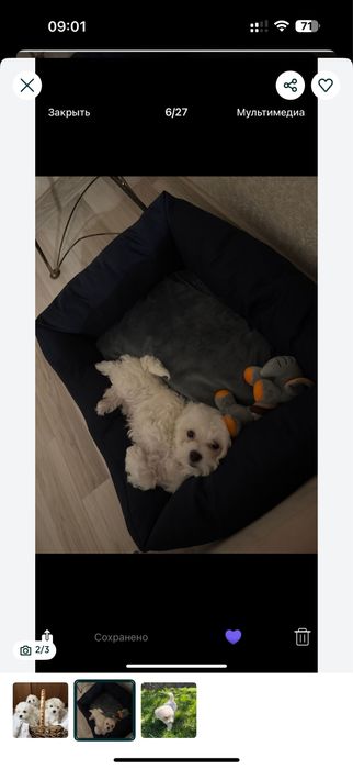 Мальтипу в белом цвете!