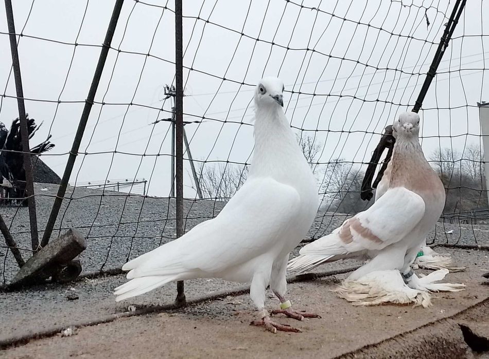 Czarnodzioby , białopolskie