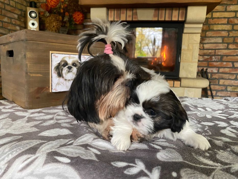 Szczeniak dziewczynka Shih Tzu z rodowodem suczka
