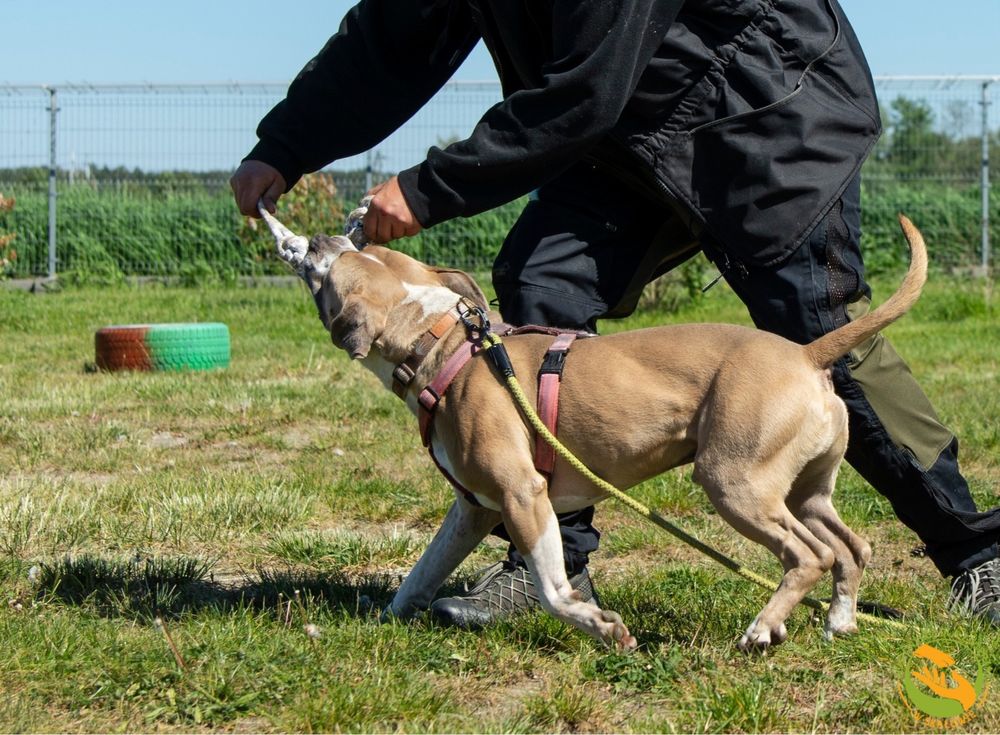 Zeus pies w typie ttb, amstaff szuka odpowiedzialnego domu