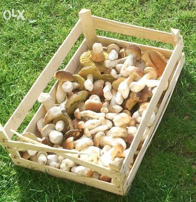 Grzyby mieszanka, mieszane, 50dag